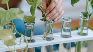 【香港生活ガイド】趣味にも!節約にも!水耕栽培のススメ。育てやすい野菜を紹介!